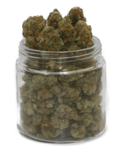 Blueberry weed